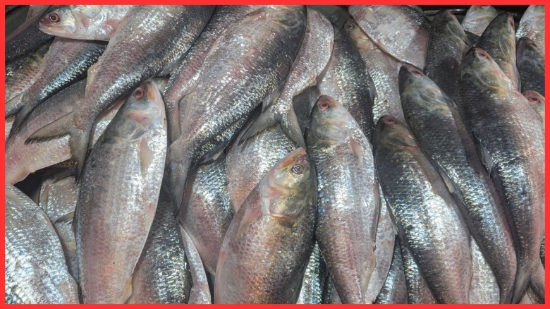 মিরকাদিমে ইলিশের ঝিলিক, দামও চড়া