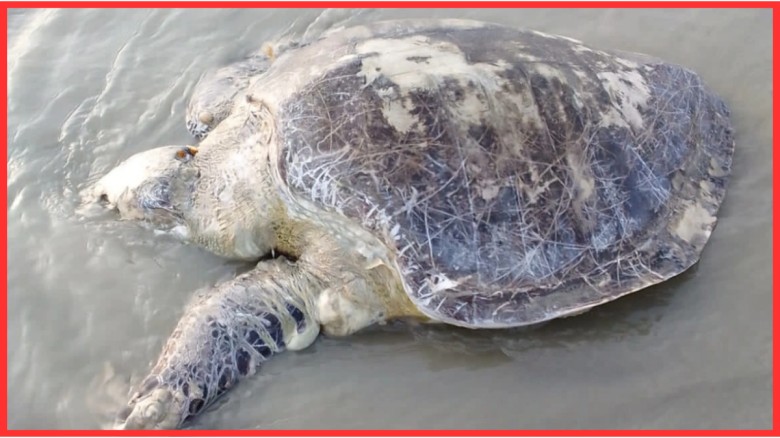 কুয়াকাটায় ভেসে এলো ৪০ কেজির মৃত অলিভ রিডলি কচ্ছপ, উদ্বেগ পরিবেশবিদদের