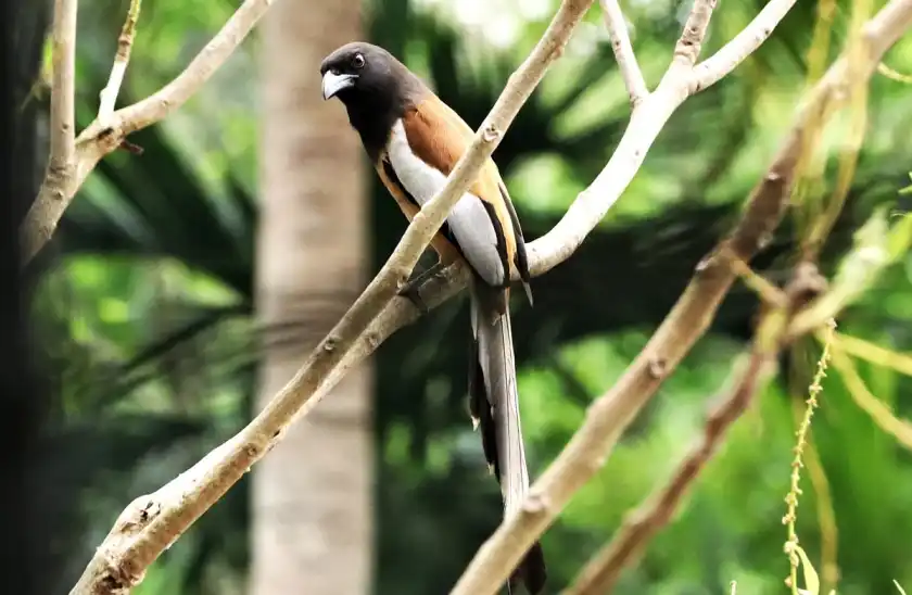 প্রকৃতিপ্রেমীদের নজর কাড়ছে রাঙামাটির পাহাড়ি জনপদের চঞ্চল পাখ