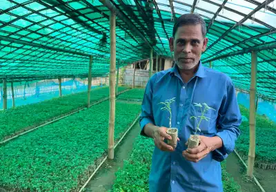 তিত বেগুনে টমেটো জোড়া লাগিয়ে কমলগঞ্জে সফল গ্রাফটিং