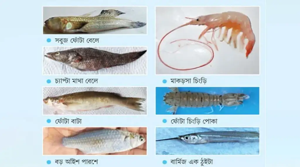 আন্তর্জাতিক জিন ব্যাংকে যাচ্ছে সুন্দরবনের জলজ প্রজাতি...