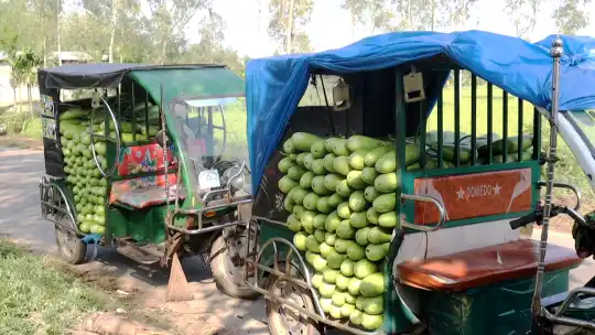 পঞ্চগড়ে বাম্পার ফলনেও লাউচাষিদের মাথায় হাত