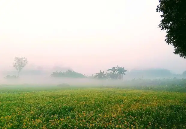 ভোরের কুয়াশায় হেমন্তে শীতের আগমনী বার্তা...