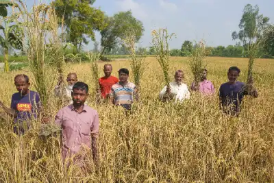 ক্ষেতে বিষপ্রয়োগের অভিযোগ, পুলিশের তদন্ত শুরু