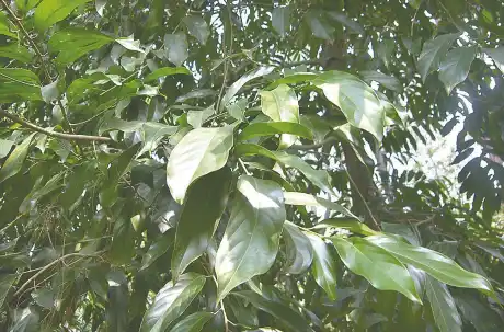 বীজ সংগ্রহ ও ধীর বংশবৃদ্ধিতে বিপন্ন চালমুগরা গাছ