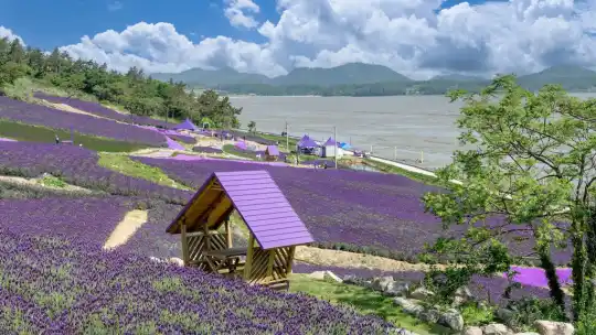 বিটিএসের অনুপ্রেরণায় পর্যটকদের আকর্ষণের কেন্দ্রবিন্দু পার্পল আইল্যান্ড...