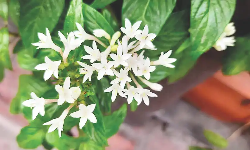 সবুজ পাতার মাঝে সাদা পেন্টাসের মোহনীয় রূপ