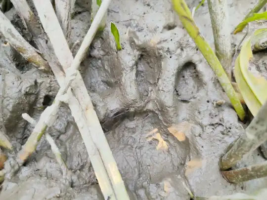 গোয়ালঘর ও ধানখেতে বাঘের পায়ের ছাপ মেলায় চরম আতঙ্ক