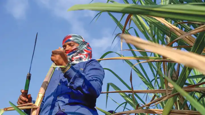 মহারাষ্ট্রের নারী শ্রমিকদের জরায়ু কাটার নেপথ্যে চাঞ্চল্যকর ত